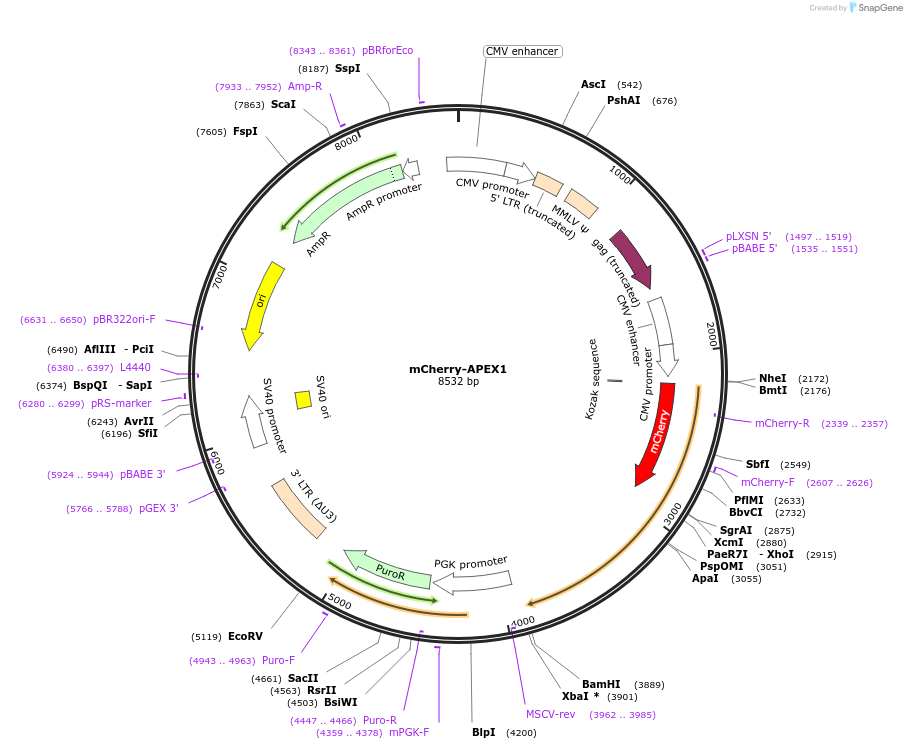 215126-plasmid-map-sequence-id-426794