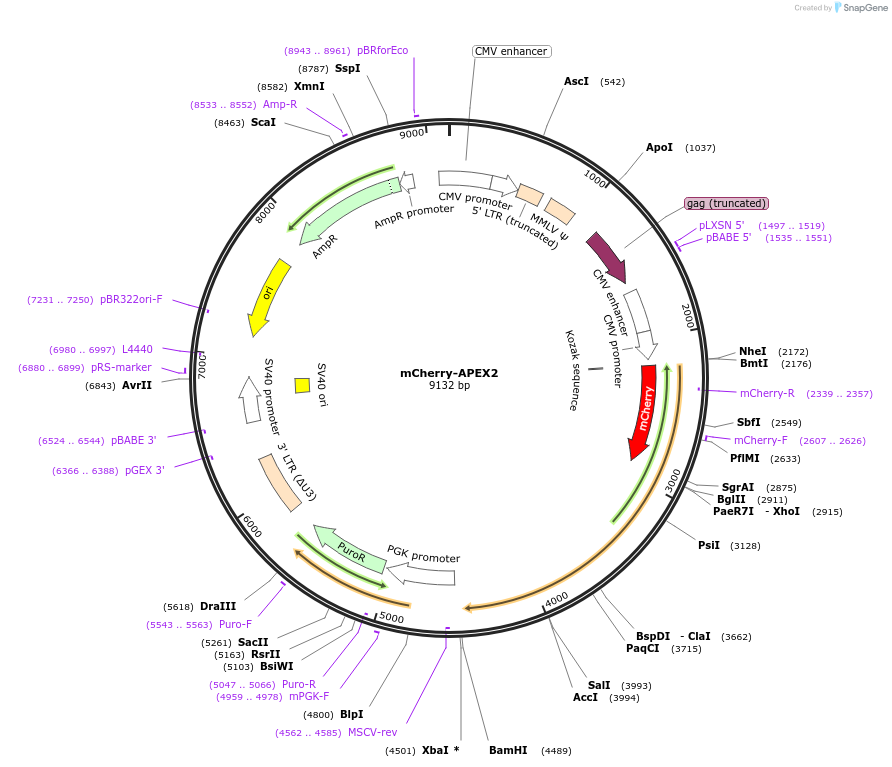 215127-plasmid-map-sequence-id-426795