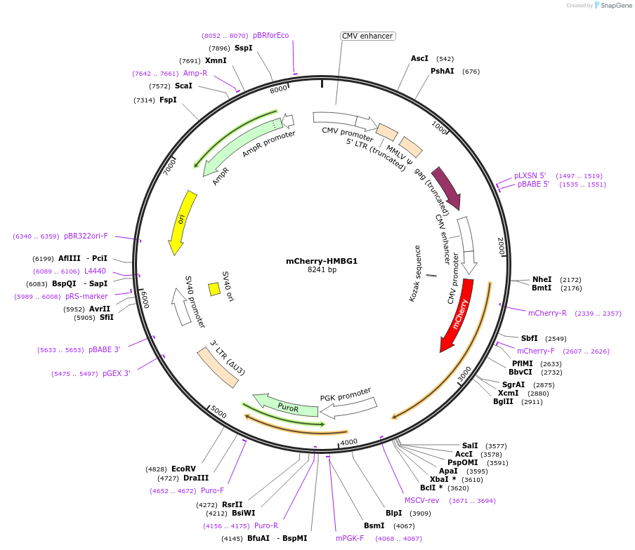 215130-plasmid-map-sequence-id-426798