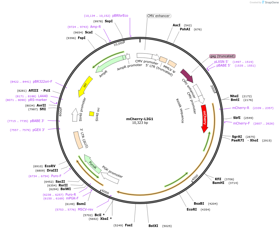 215131-plasmid-map-sequence-id-426799