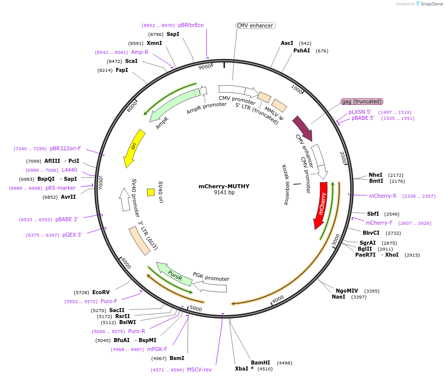215132-plasmid-map-sequence-id-426800