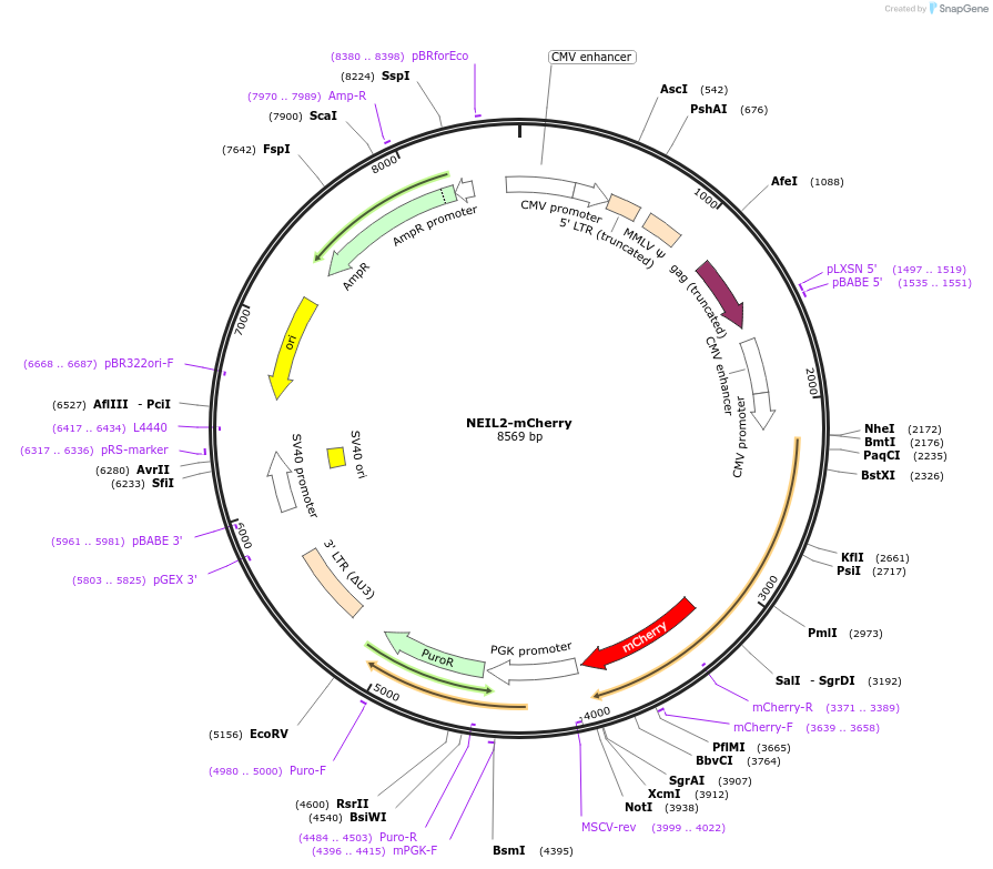 215134-plasmid-map-sequence-id-426801