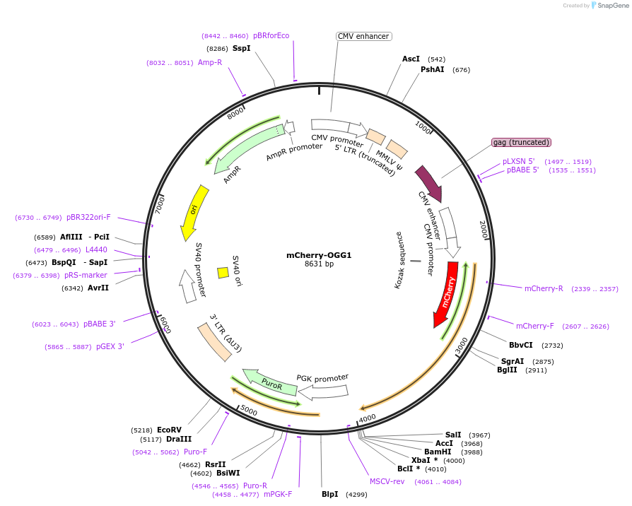 215135-plasmid-map-sequence-id-426802