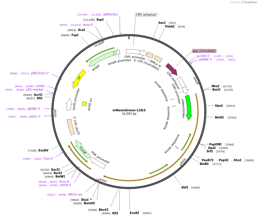 215143-plasmid-map-sequence-id-426805