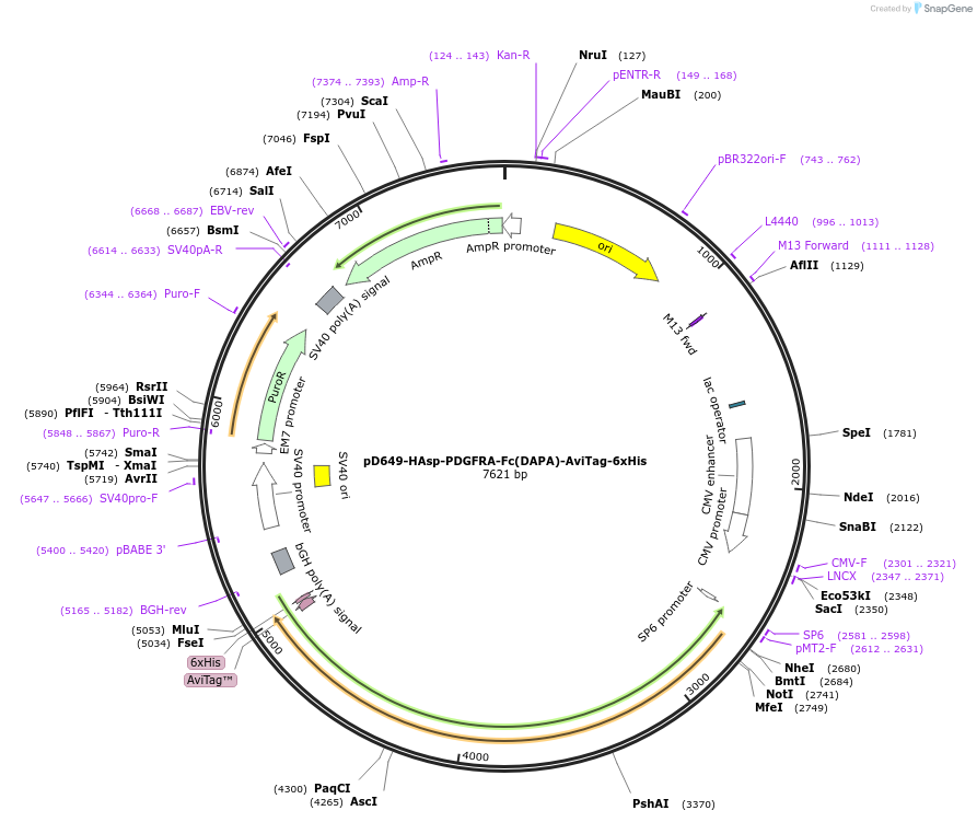 156890-plasmid-map-sequence-id-426810