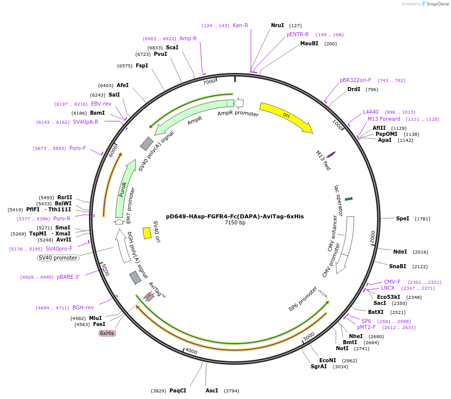 156794-plasmid-map-sequence-id-426816