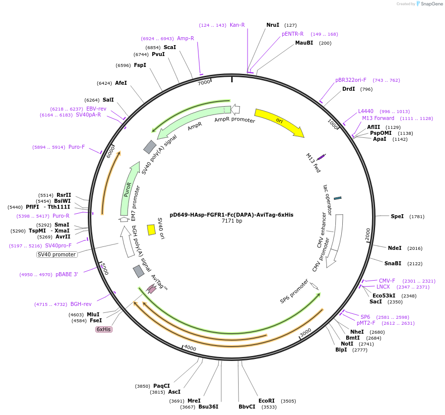 156800-plasmid-map-sequence-id-426817