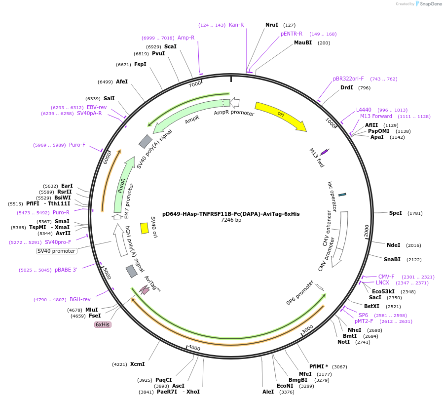 156811-plasmid-map-sequence-id-426819