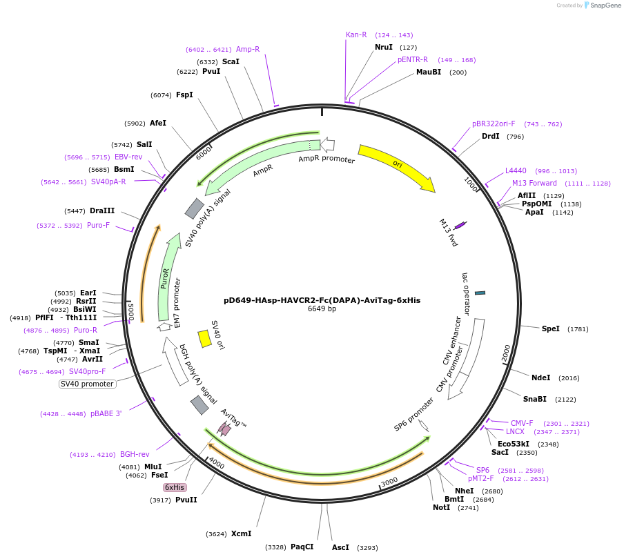 156584-plasmid-map-sequence-id-426824