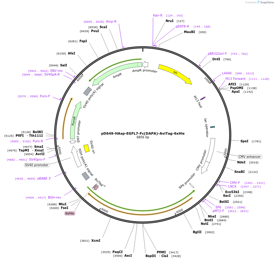 156702-plasmid-map-sequence-id-426826