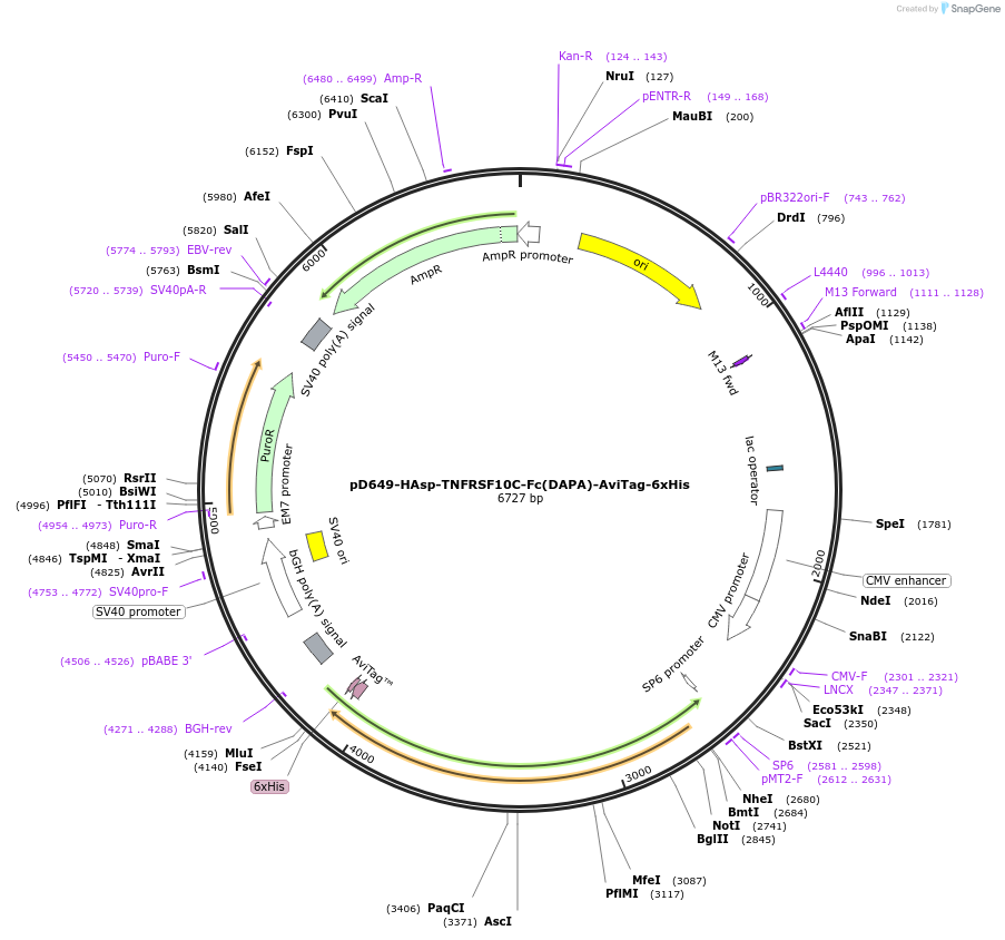 156622-plasmid-map-sequence-id-426832