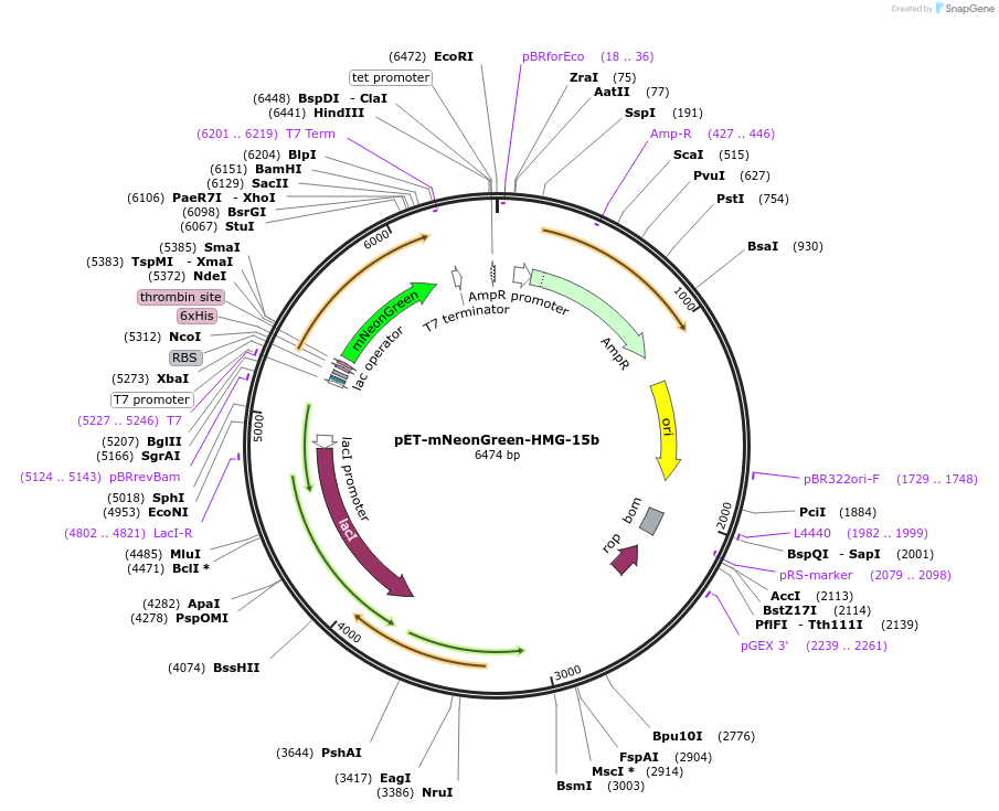 206872-plasmid-map-sequence-id-426856