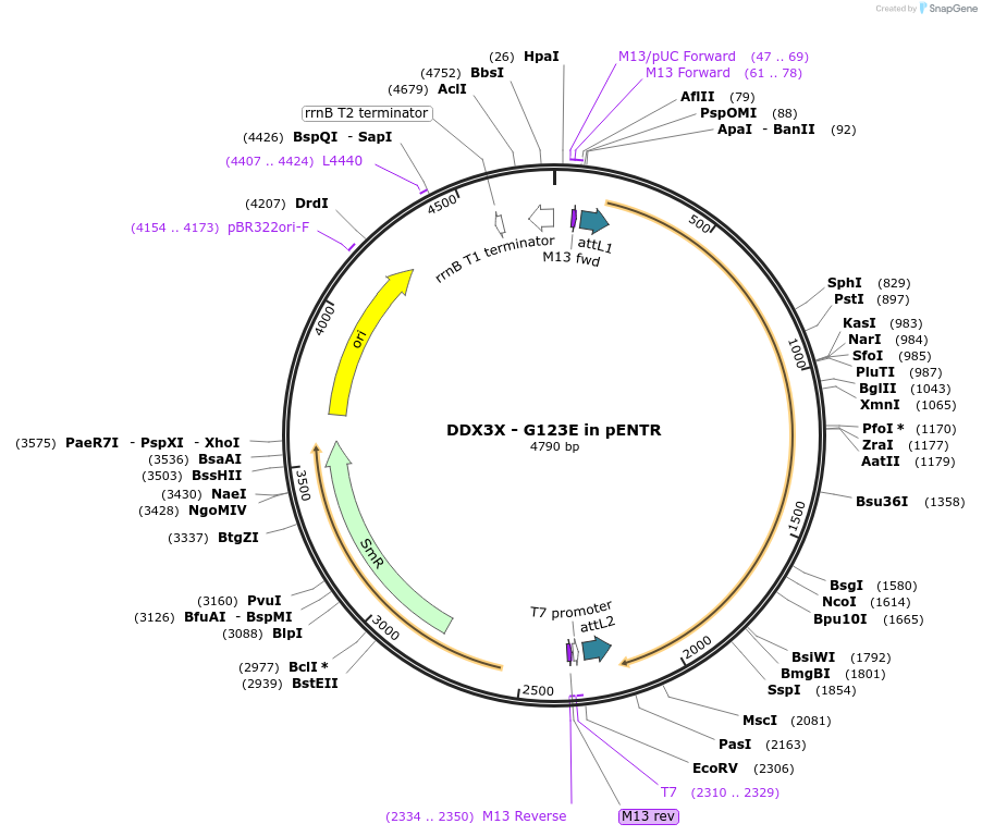 216574-plasmid-map-sequence-id-426864