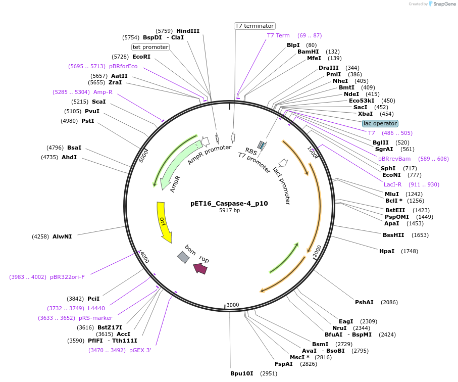 214308-plasmid-map-sequence-id-426868