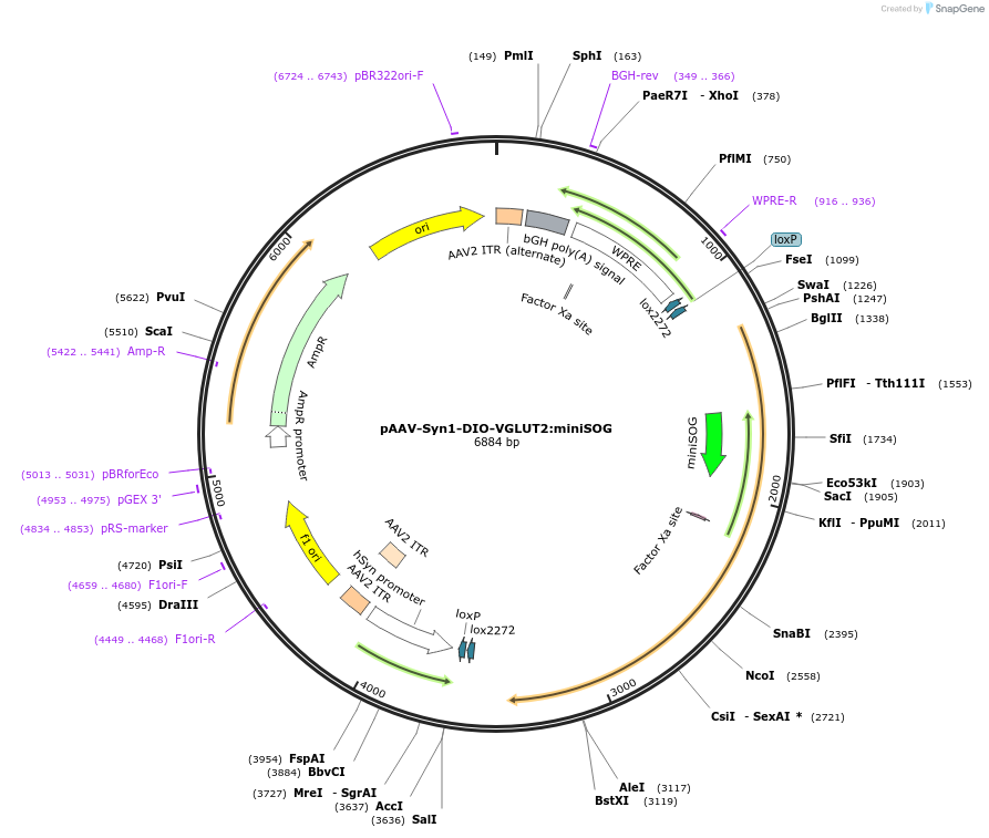 214200-plasmid-map-sequence-id-426873