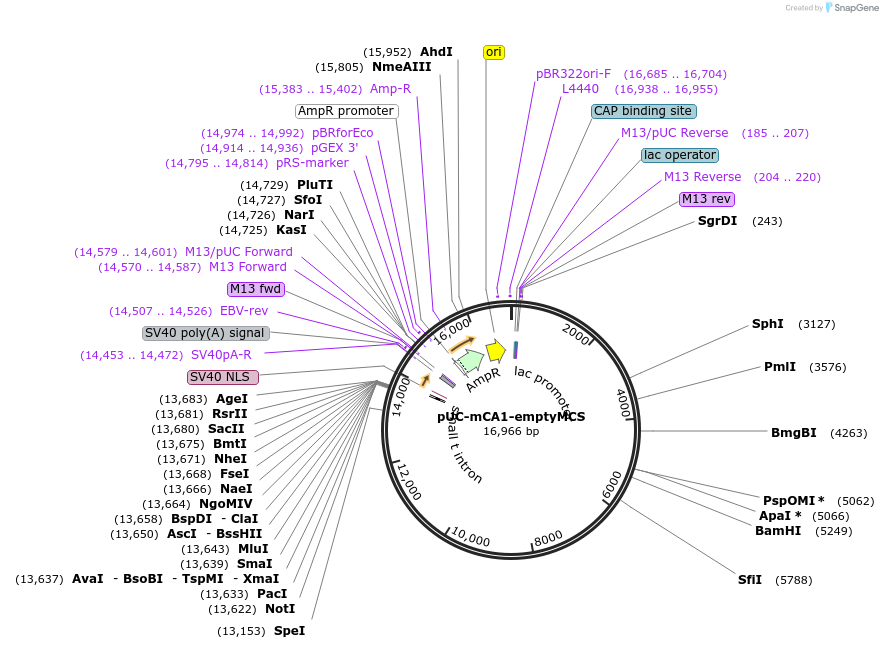 35095-plasmid-map-sequence-id-42688