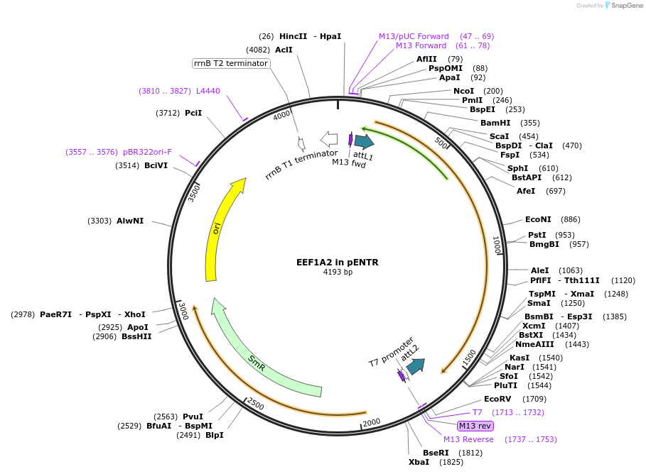 216585-plasmid-map-sequence-id-426880