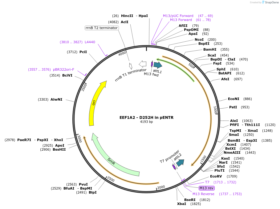 216588-plasmid-map-sequence-id-426886