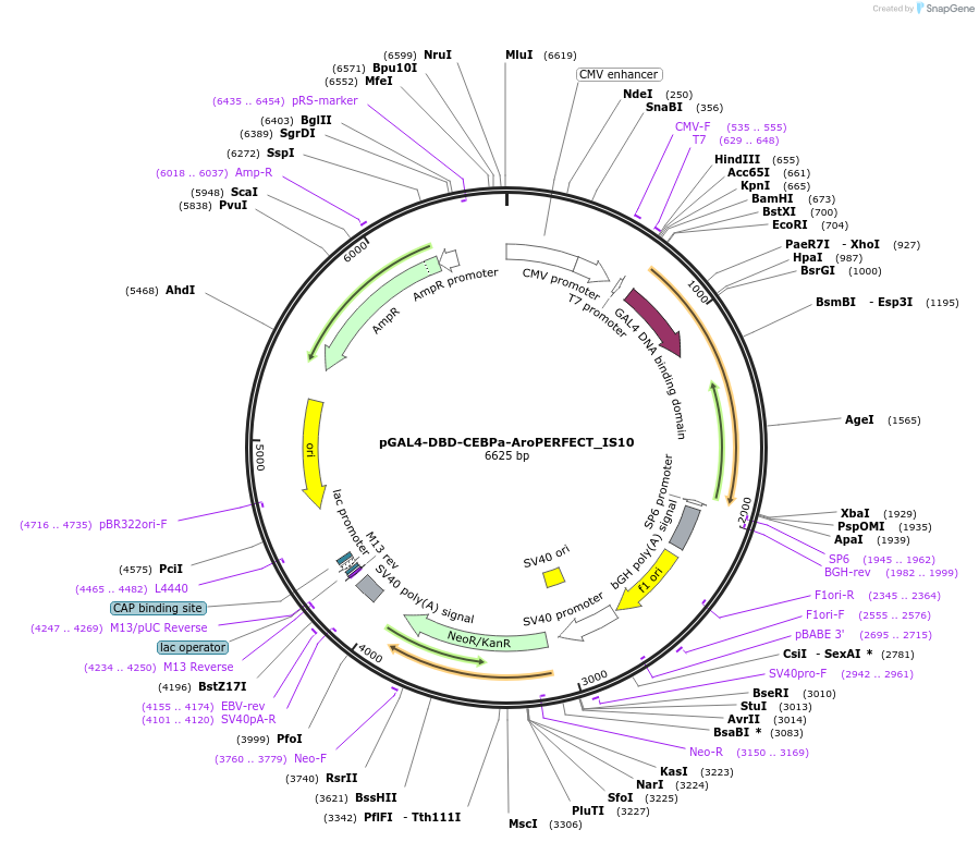 215606-plasmid-map-sequence-id-426895