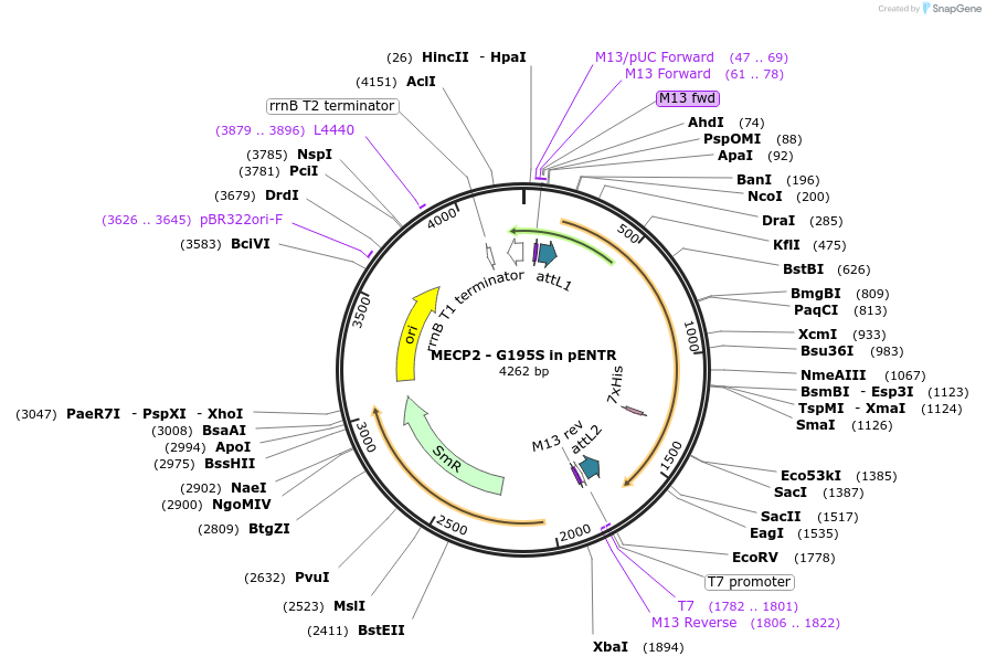 216597-plasmid-map-sequence-id-426908