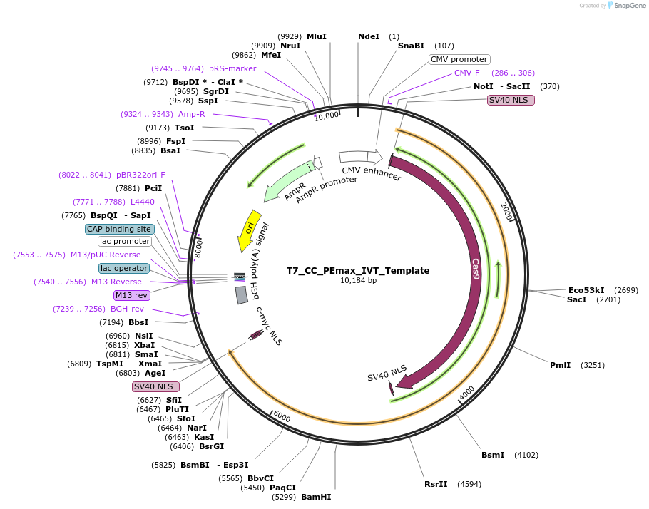 216793-plasmid-map-sequence-id-426917