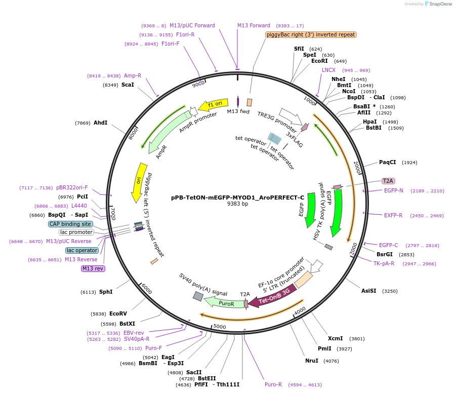 215621-plasmid-map-sequence-id-426920