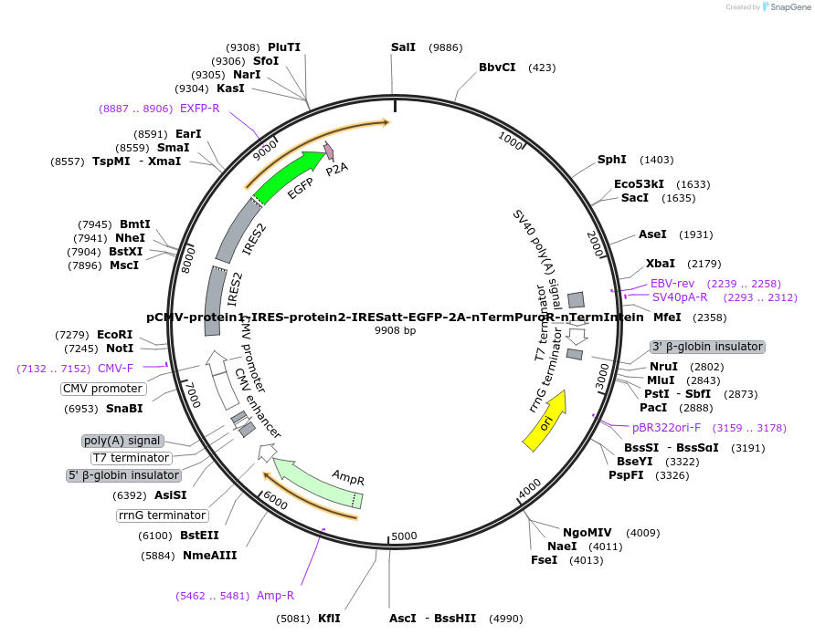 208378-plasmid-map-sequence-id-426925