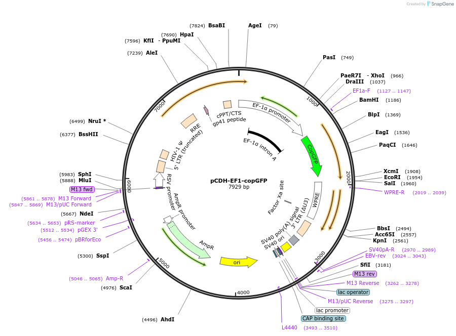 73030-plasmid-map-sequence-id-427120