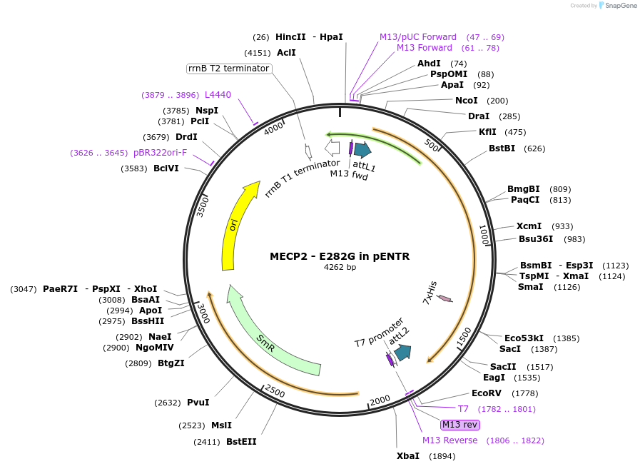 216600-plasmid-map-sequence-id-427156