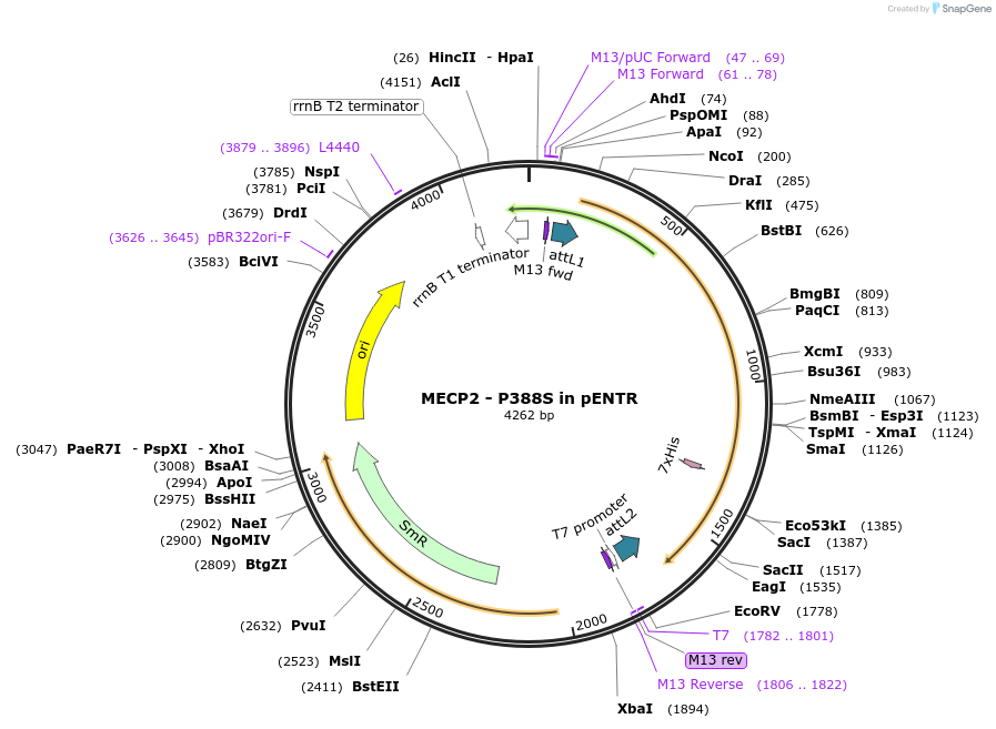 216602-plasmid-map-sequence-id-427158