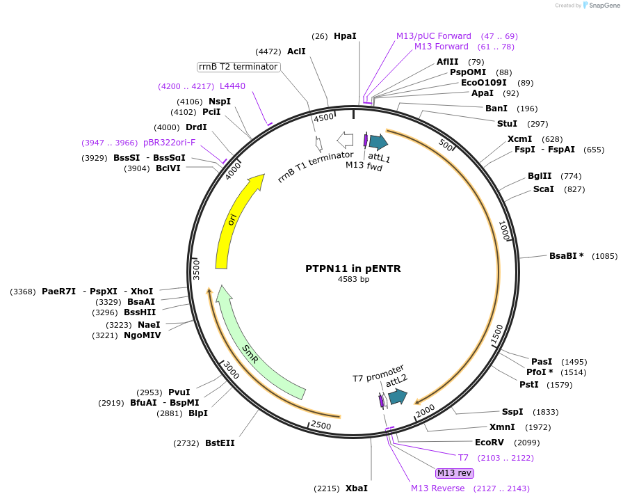 216604-plasmid-map-sequence-id-427162
