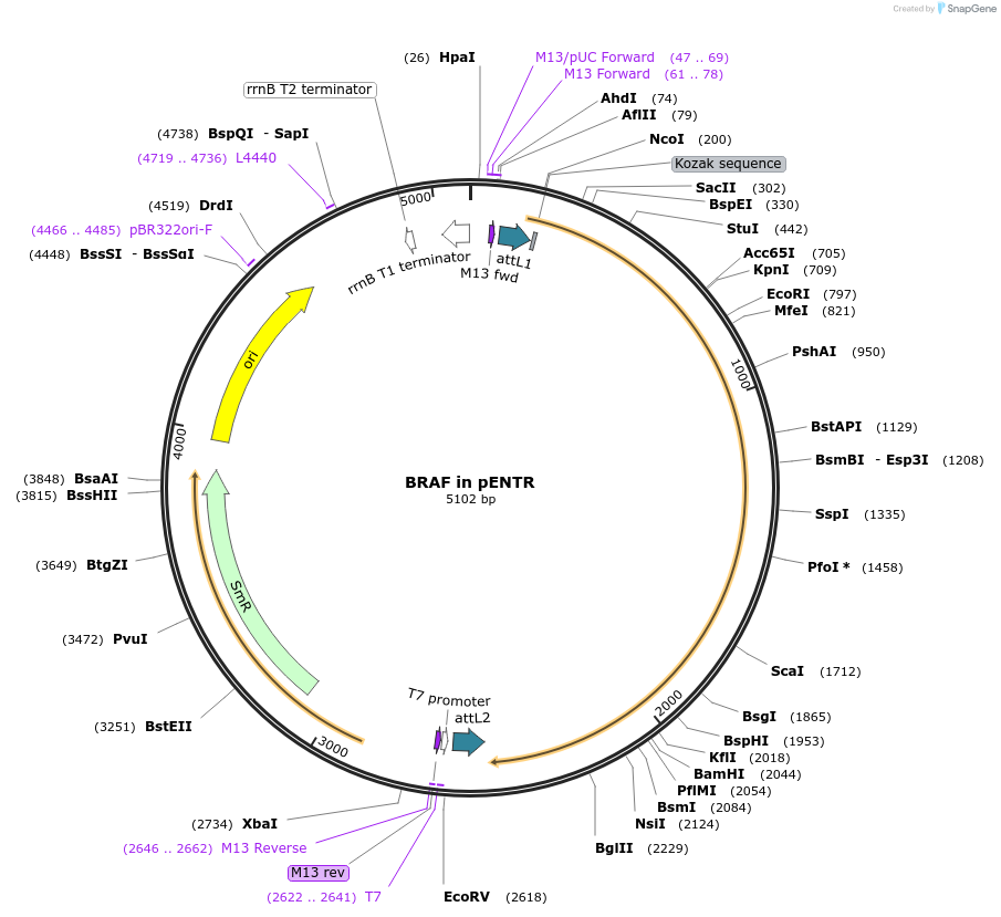 216605-plasmid-map-sequence-id-427163