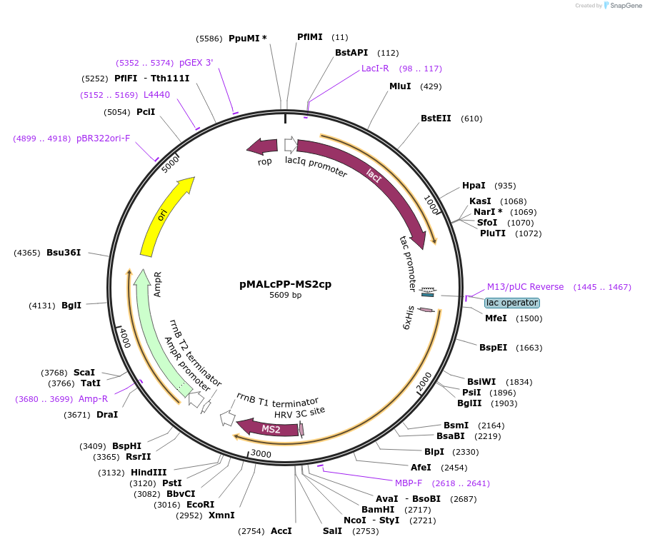 203351-plasmid-map-sequence-id-427165