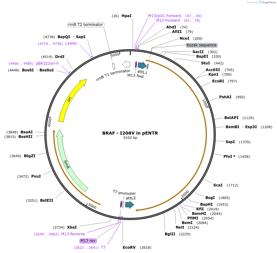 216608-plasmid-map-sequence-id-427169