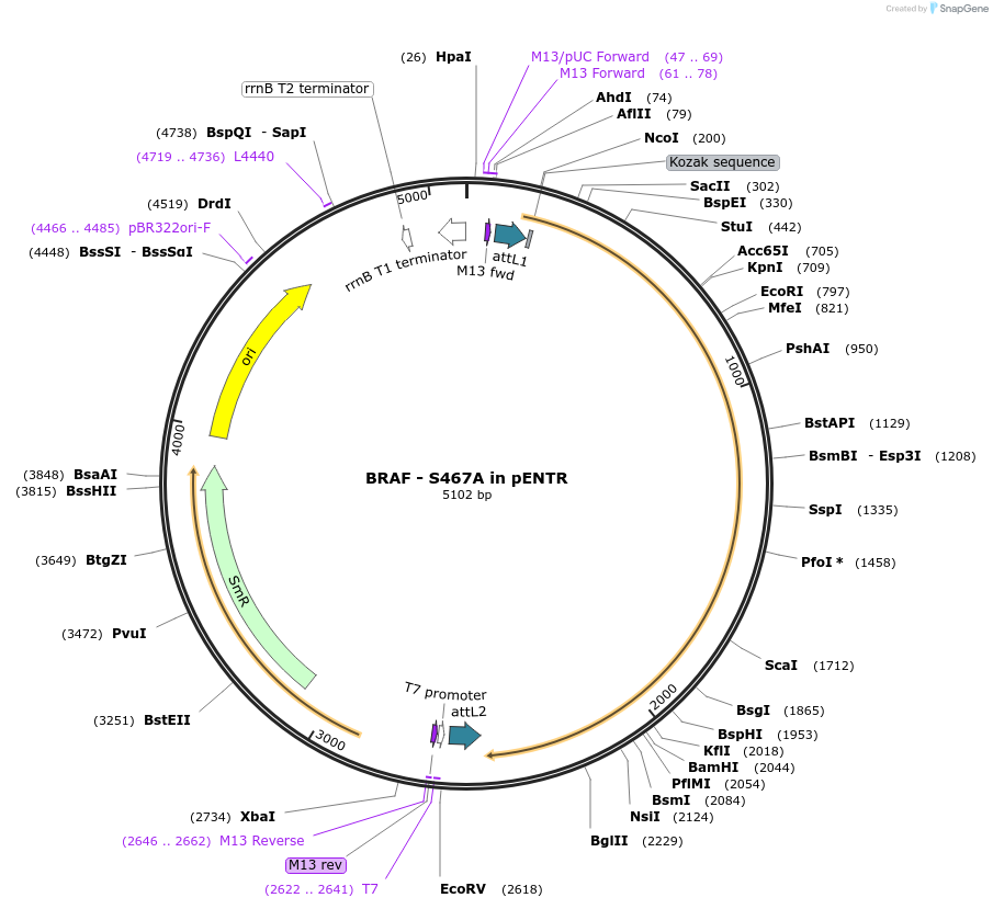 216611-plasmid-map-sequence-id-427172