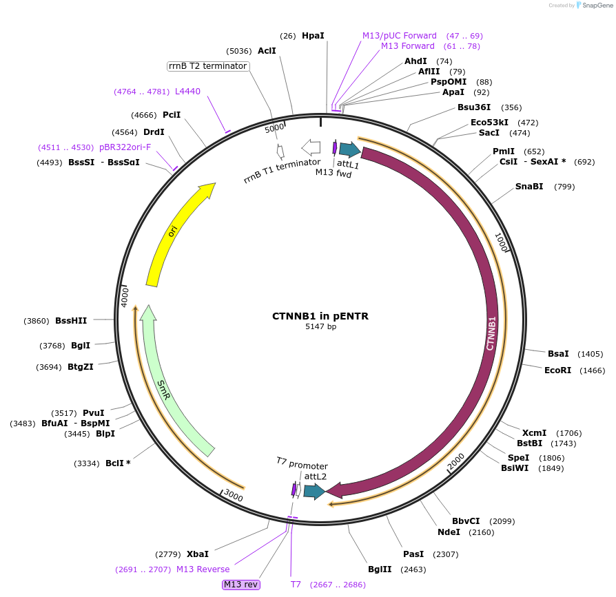 216617-plasmid-map-sequence-id-427248