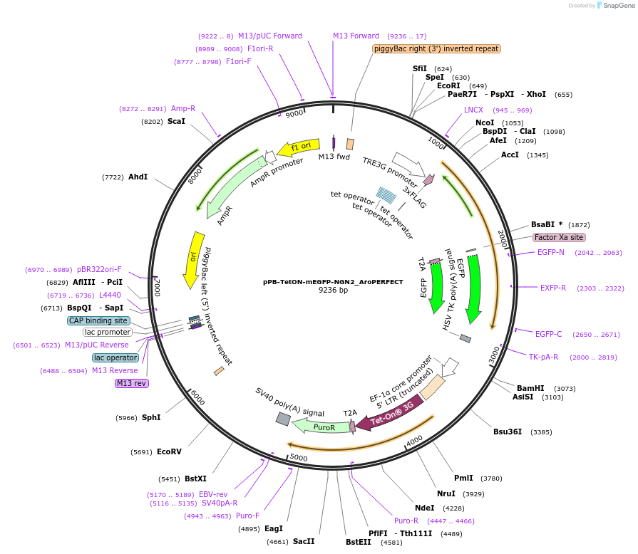 215612-plasmid-map-sequence-id-427256