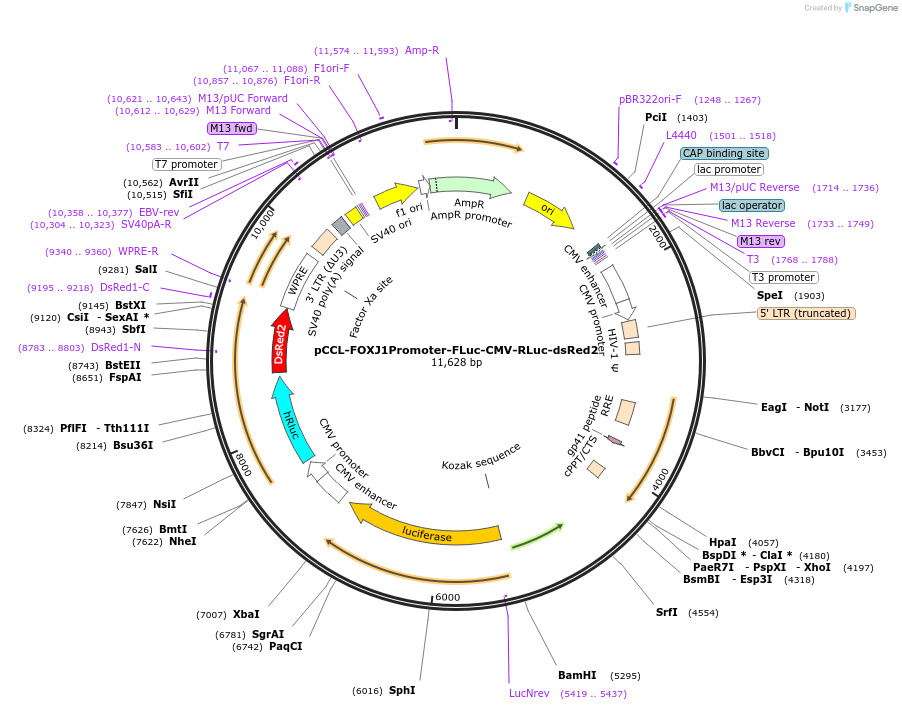 215328-plasmid-map-sequence-id-427284