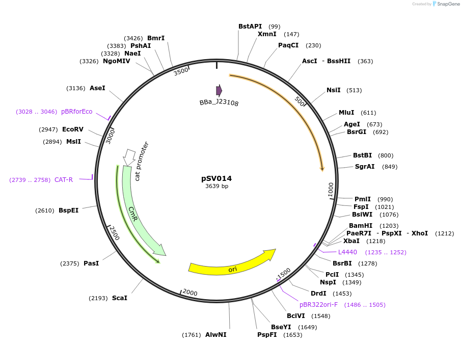 214740-plasmid-map-sequence-id-427293