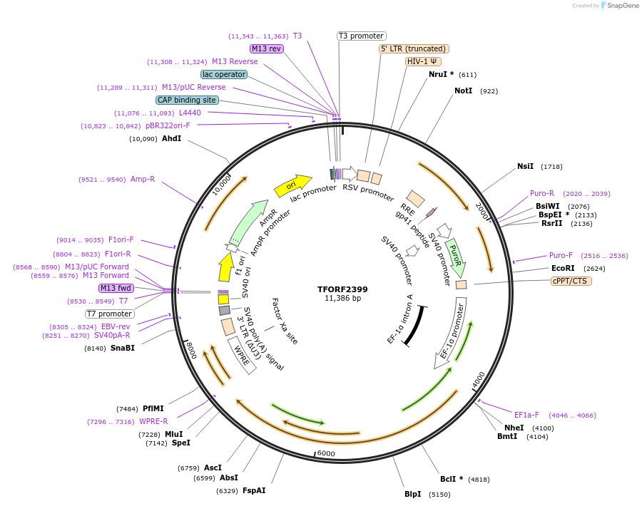 144334-plasmid-map-sequence-id-427297