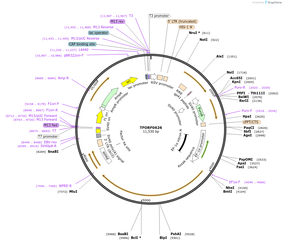 142279-plasmid-map-sequence-id-427298