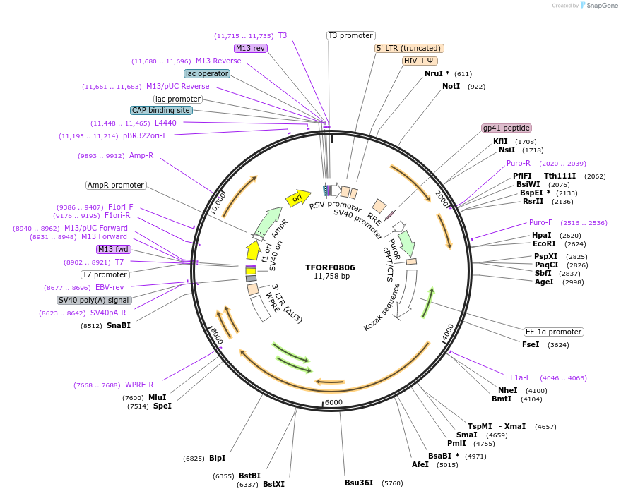 141711-plasmid-map-sequence-id-427299