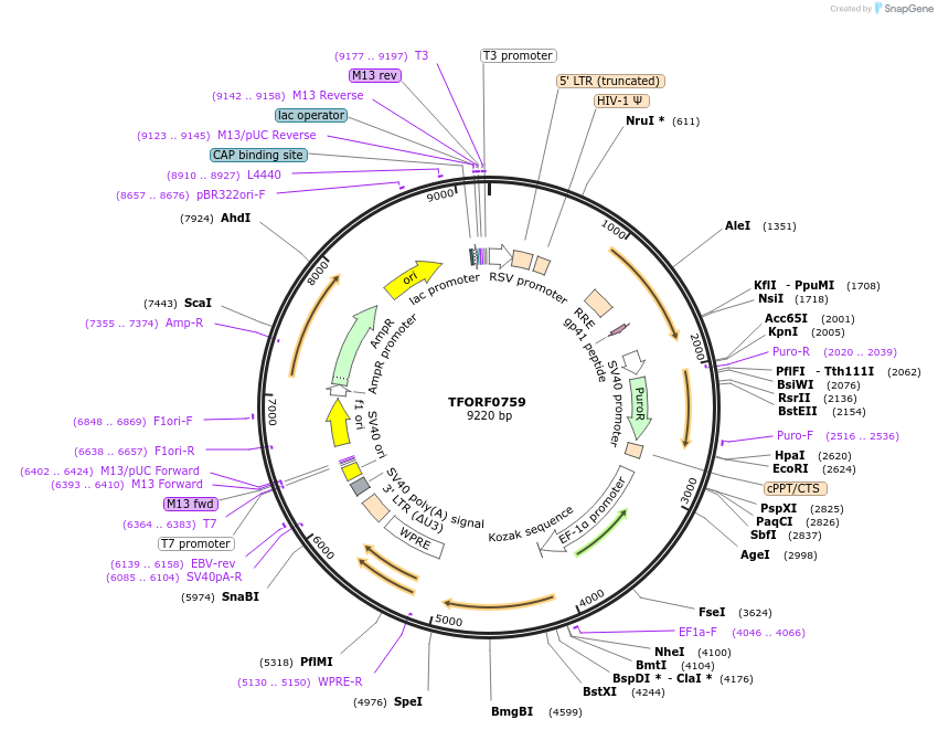 141687-plasmid-map-sequence-id-427300