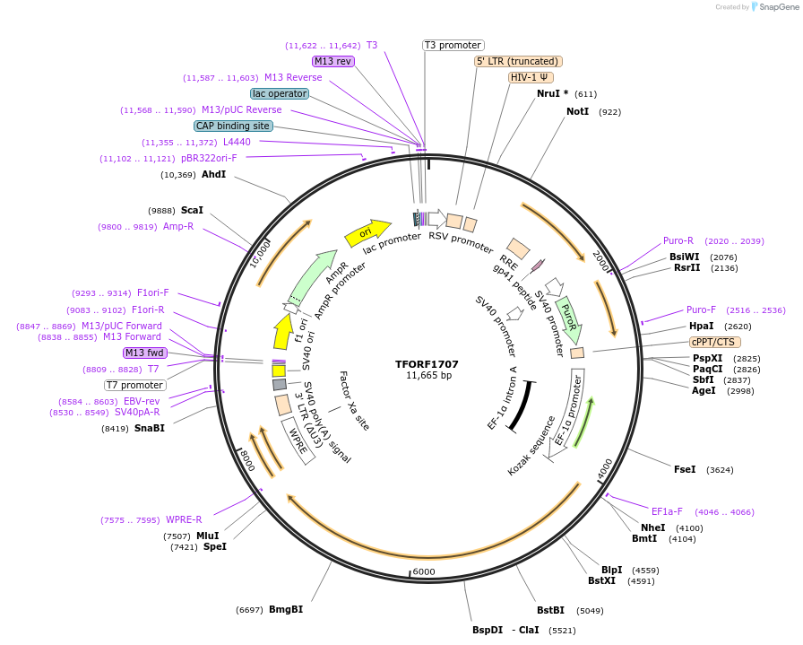141868-plasmid-map-sequence-id-427301