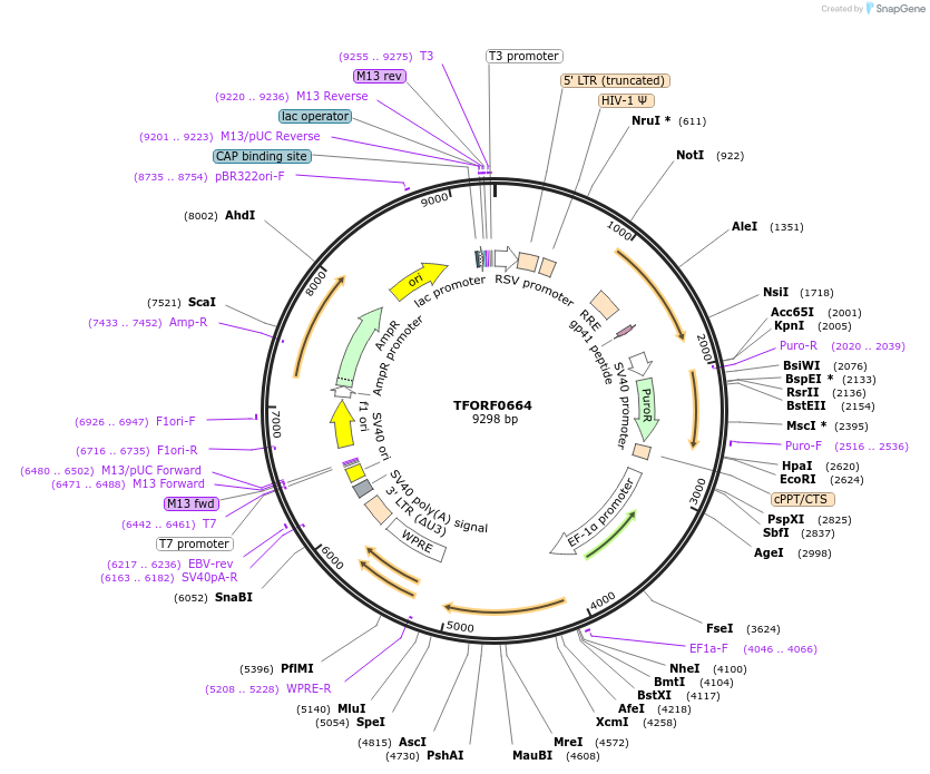 141655-plasmid-map-sequence-id-427303