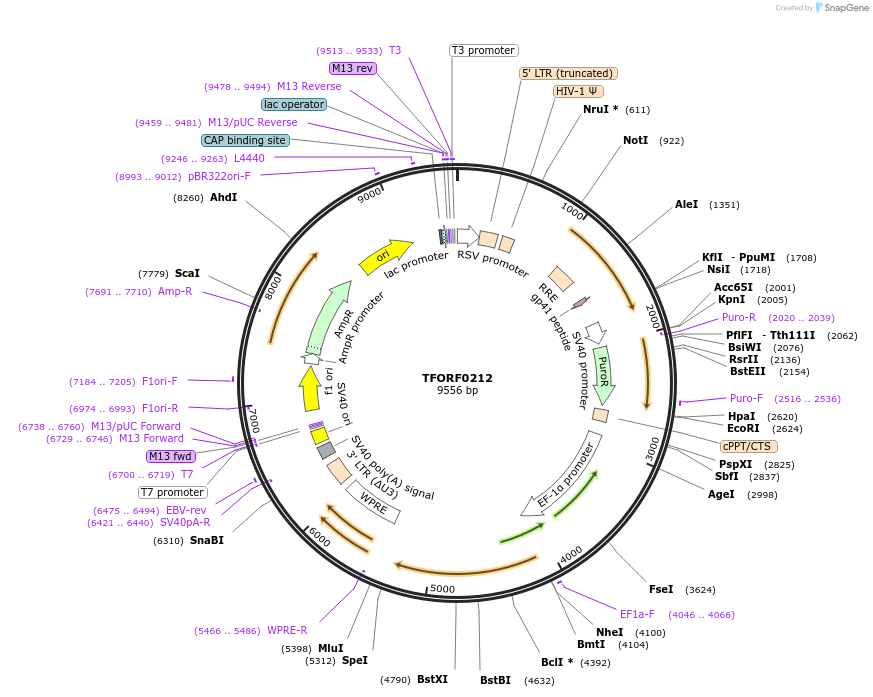 142558-plasmid-map-sequence-id-427305