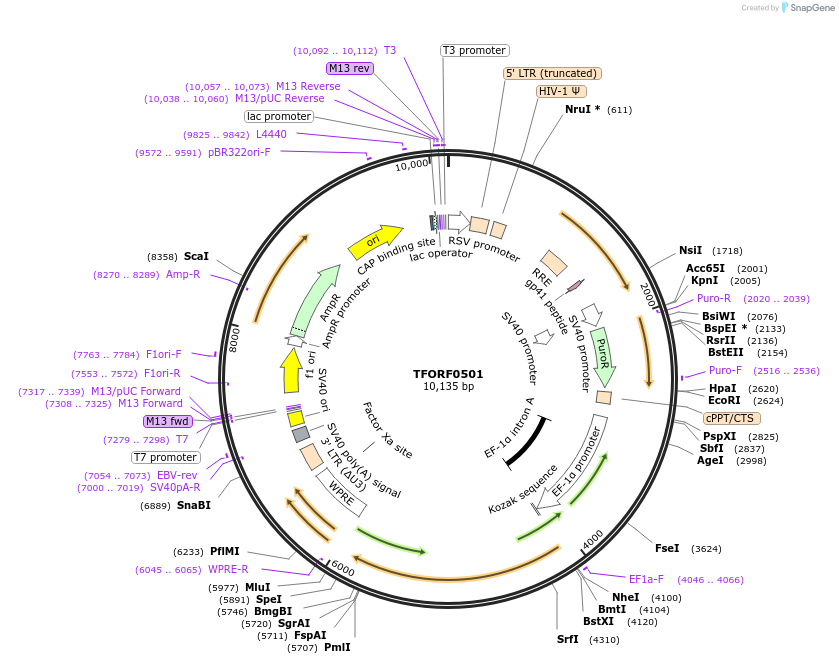 142274-plasmid-map-sequence-id-427306