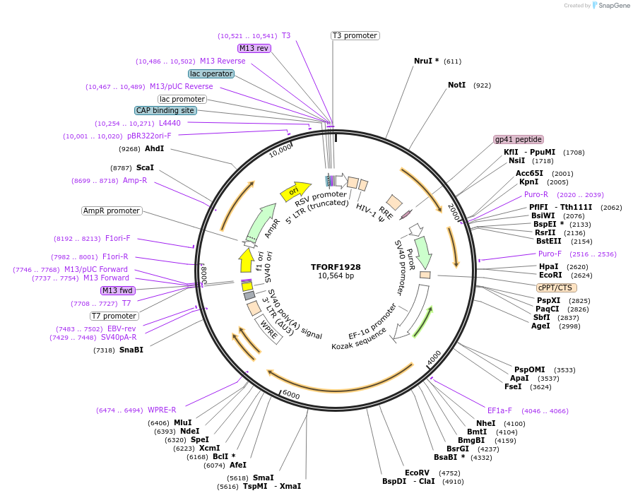 142291-plasmid-map-sequence-id-427308
