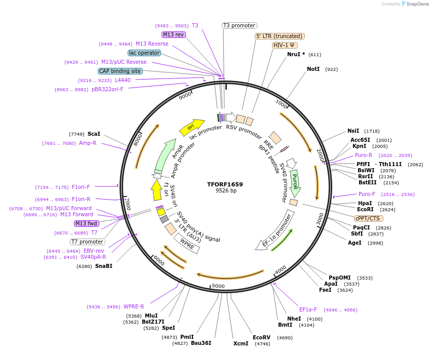 141862-plasmid-map-sequence-id-427310