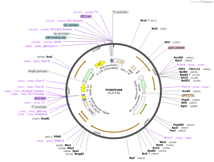 142556-plasmid-map-sequence-id-427312